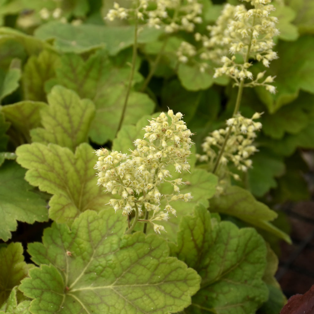 HEUCHERA DELTA DAWN