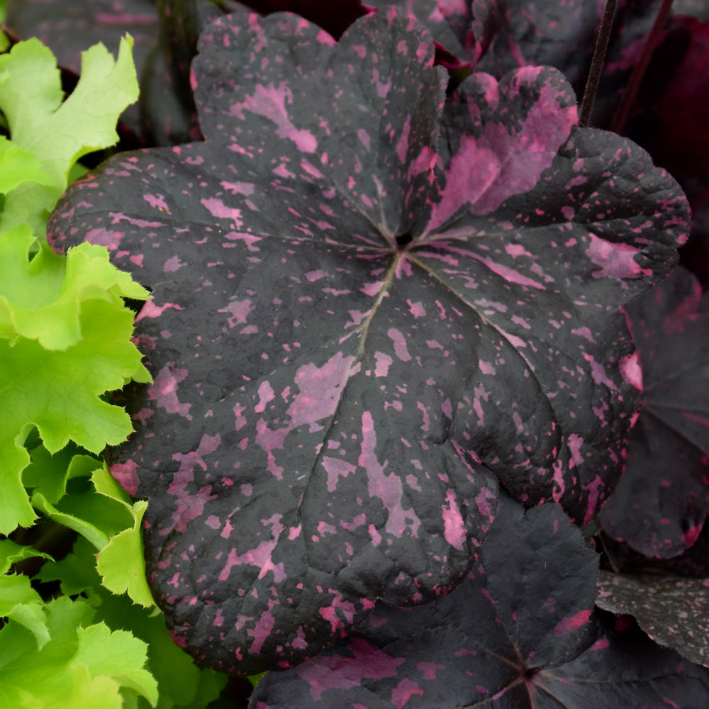 HEUCHERA MIDNIGHT ROSE
