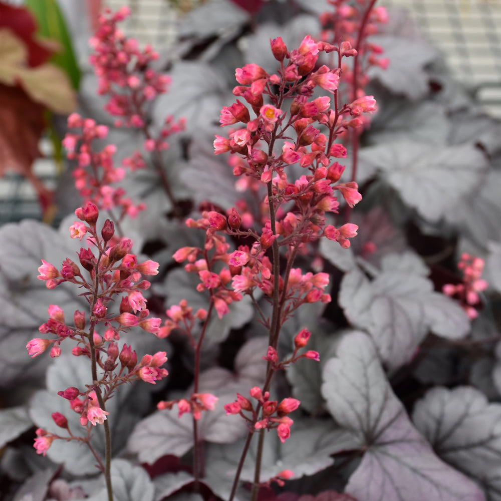 HEUCHERA DOLCE SILVER GUMDROP