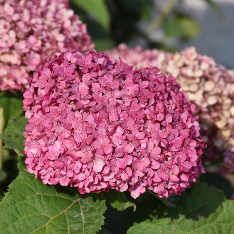 HYDRANGEA INVINCIBELLE MINI MAUVETTE