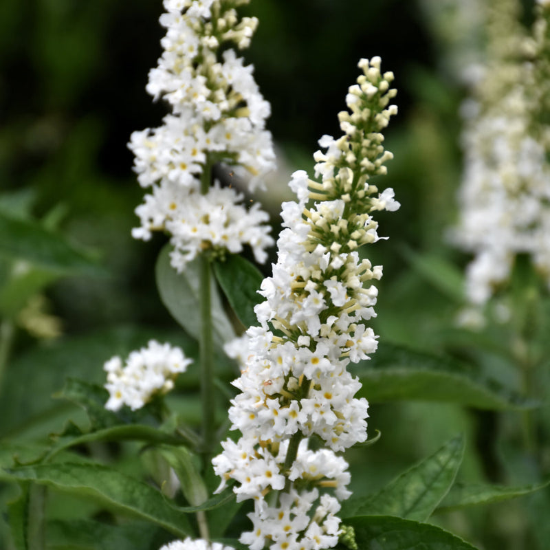 BUDDLEIA MONARCH CHEVALIER BLEU