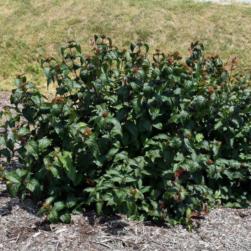 HONEYSUCKLE KODIAK BLACK