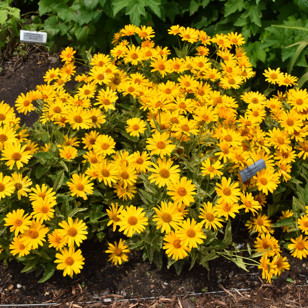 HELIOPSIS SUNSTRUCK