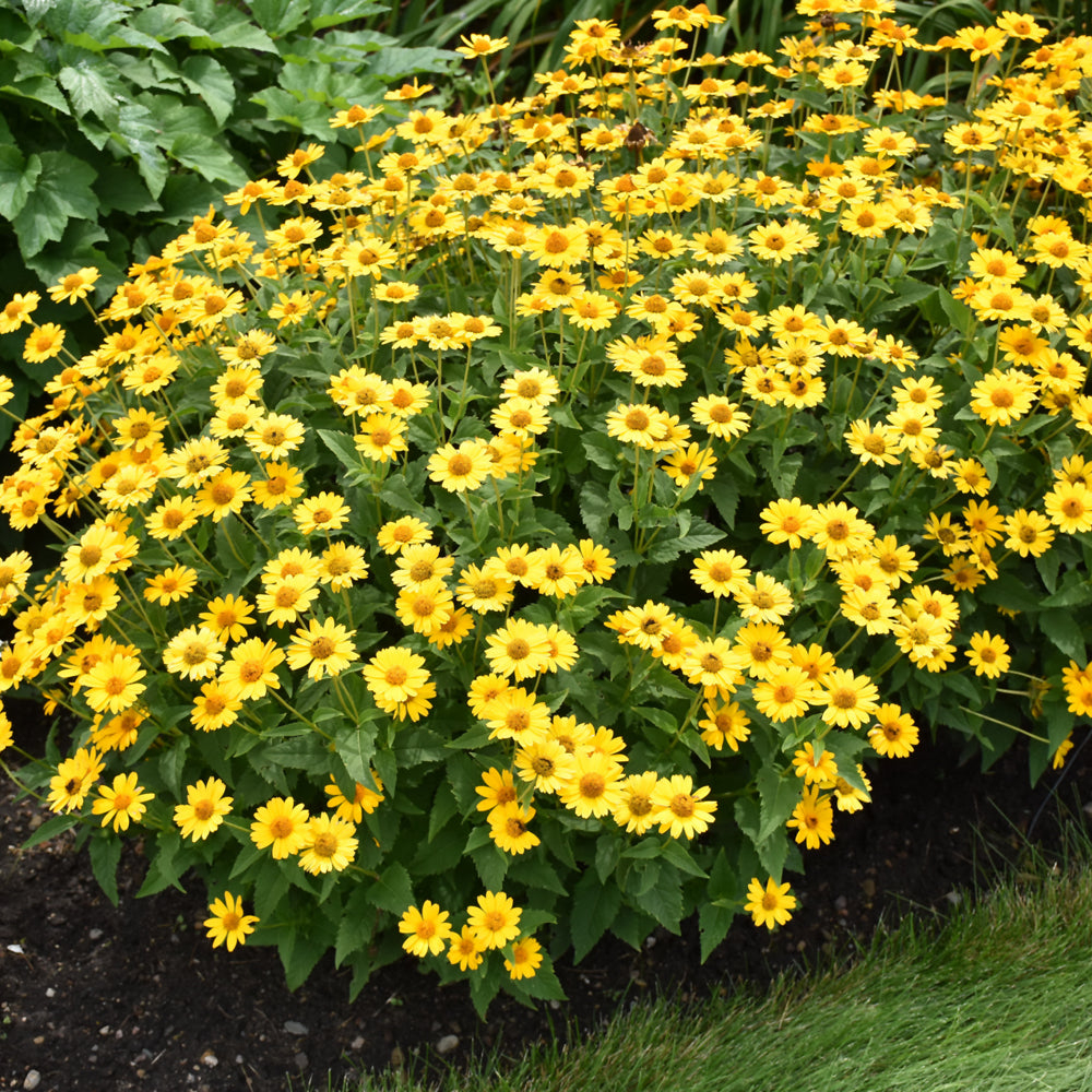 HELIOPSIS TUSCAN SUN