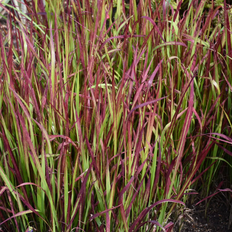 IMPERATA RED BARON
