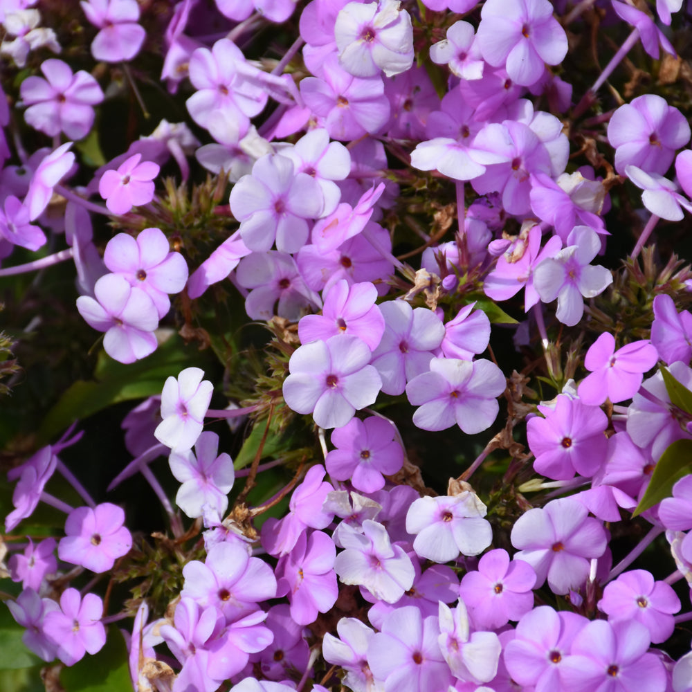 PHLOX FASHIONABLY EARLY PRINCESS