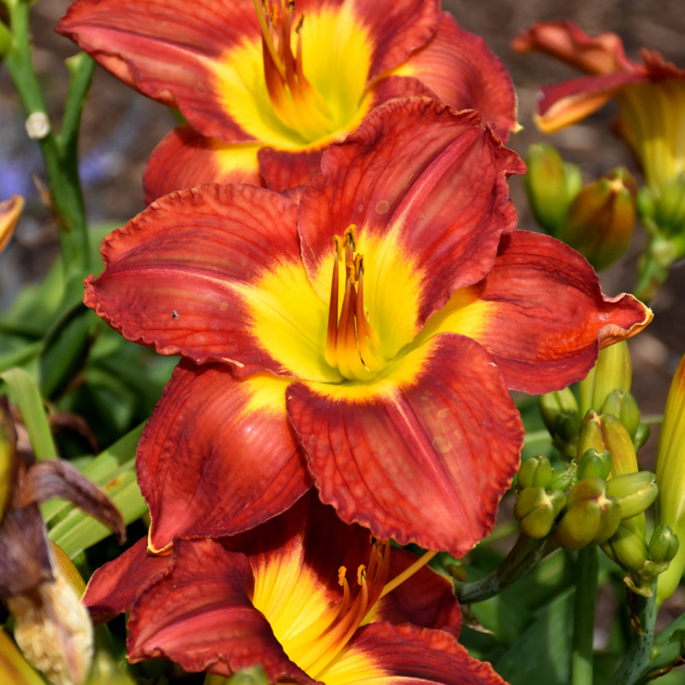 HEMEROCALLIS PASSION FOR RED
