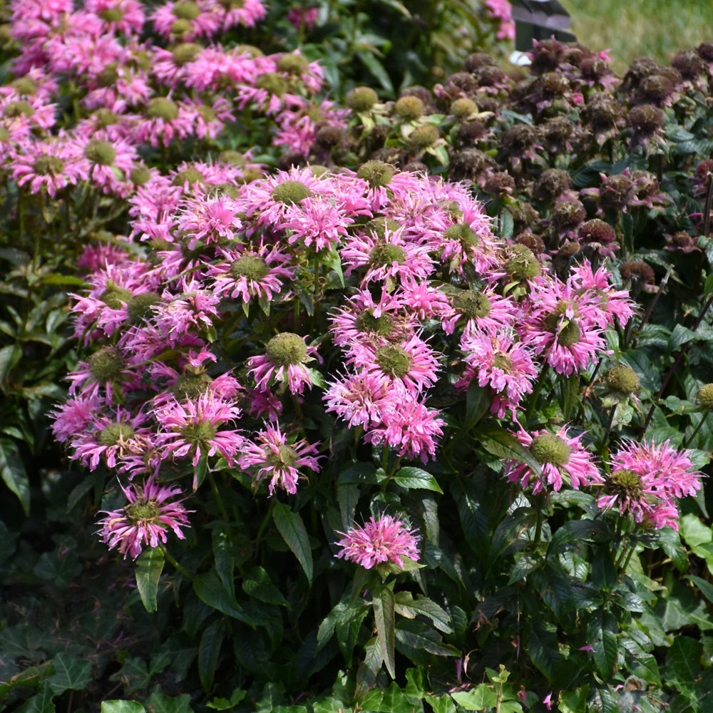 MONARDA PARDON MY PINK