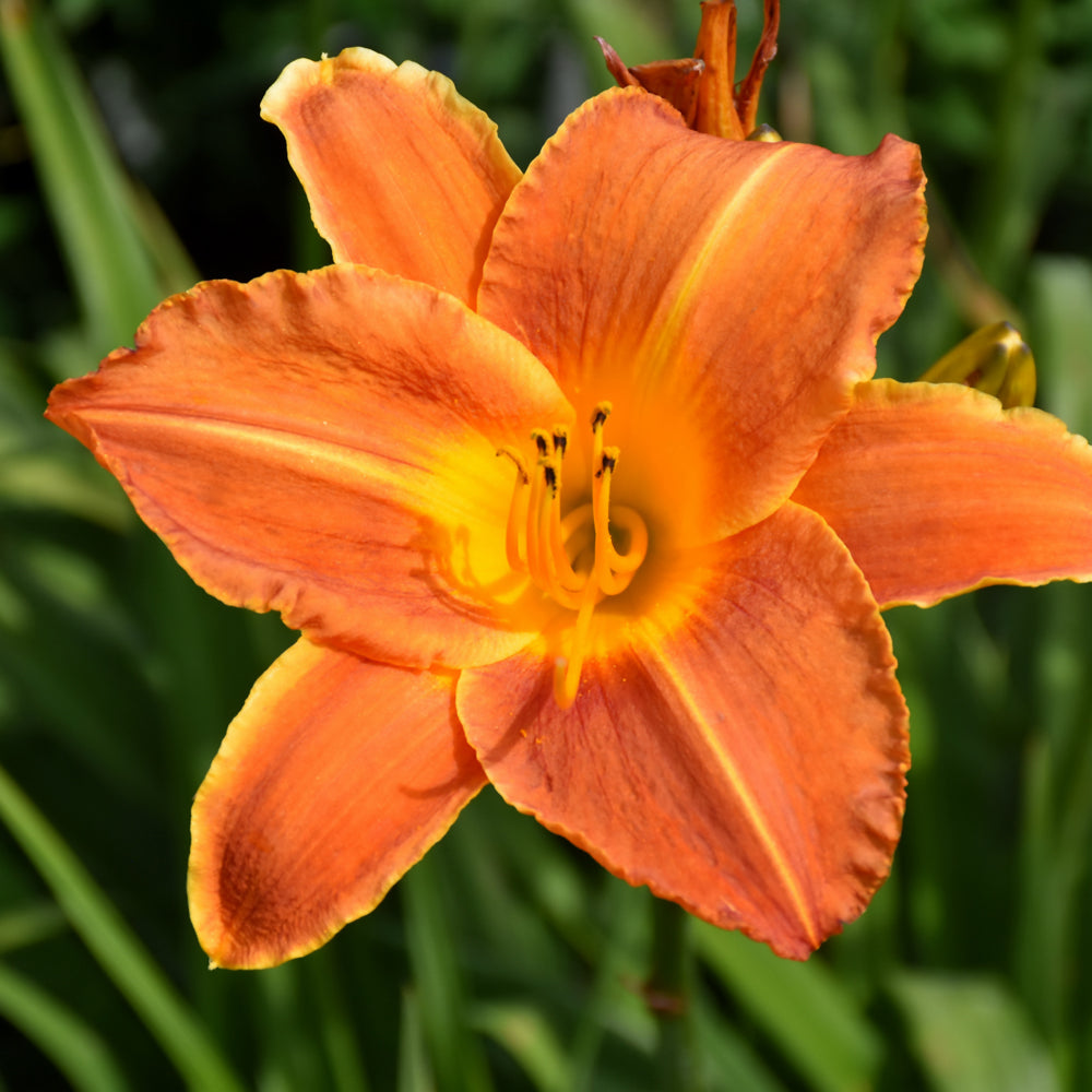 HEMEROCALLIS BRIGHT SUNSET