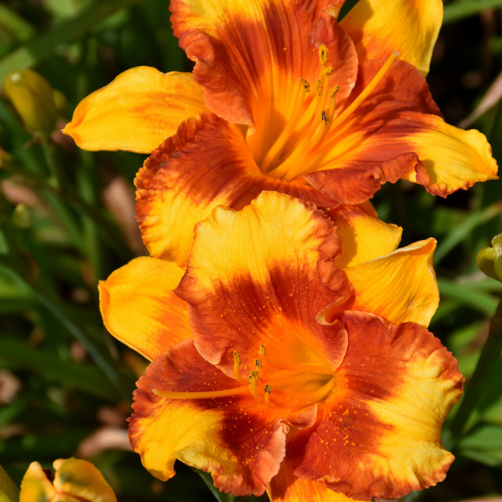 HEMEROCALLIS ADORABLE TIGER