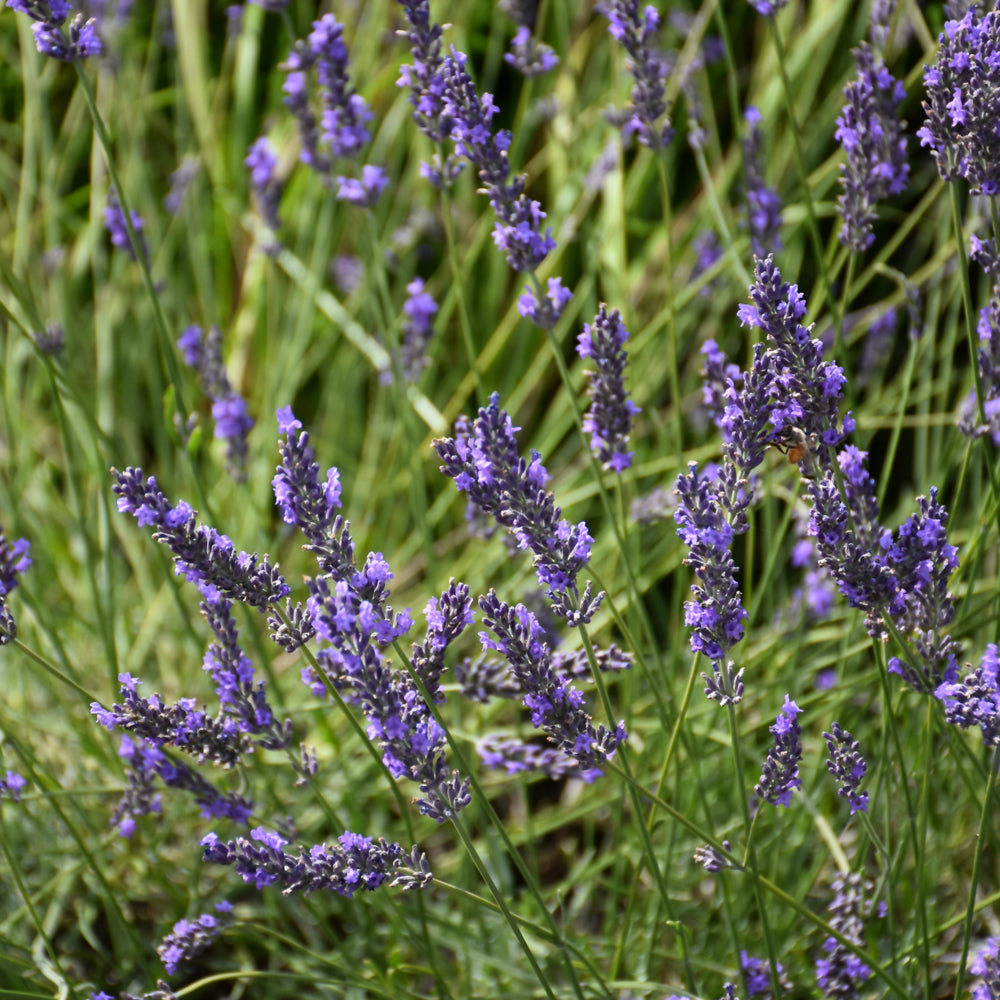LAVANDULA PHENOMENAL