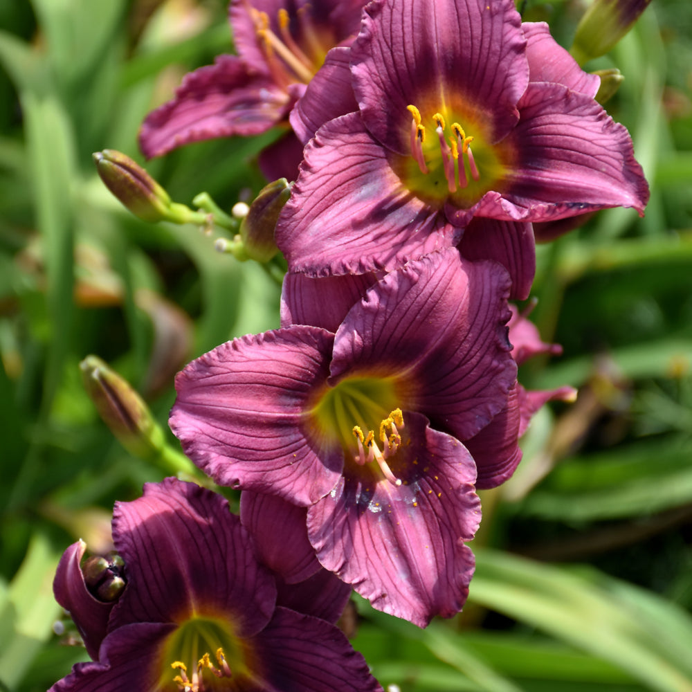 HEMEROCALLIS LITTLE GRAPETTE