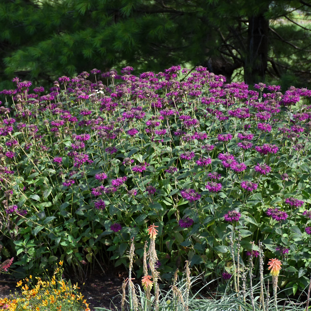 MONARDA PURPLE ROOSTER