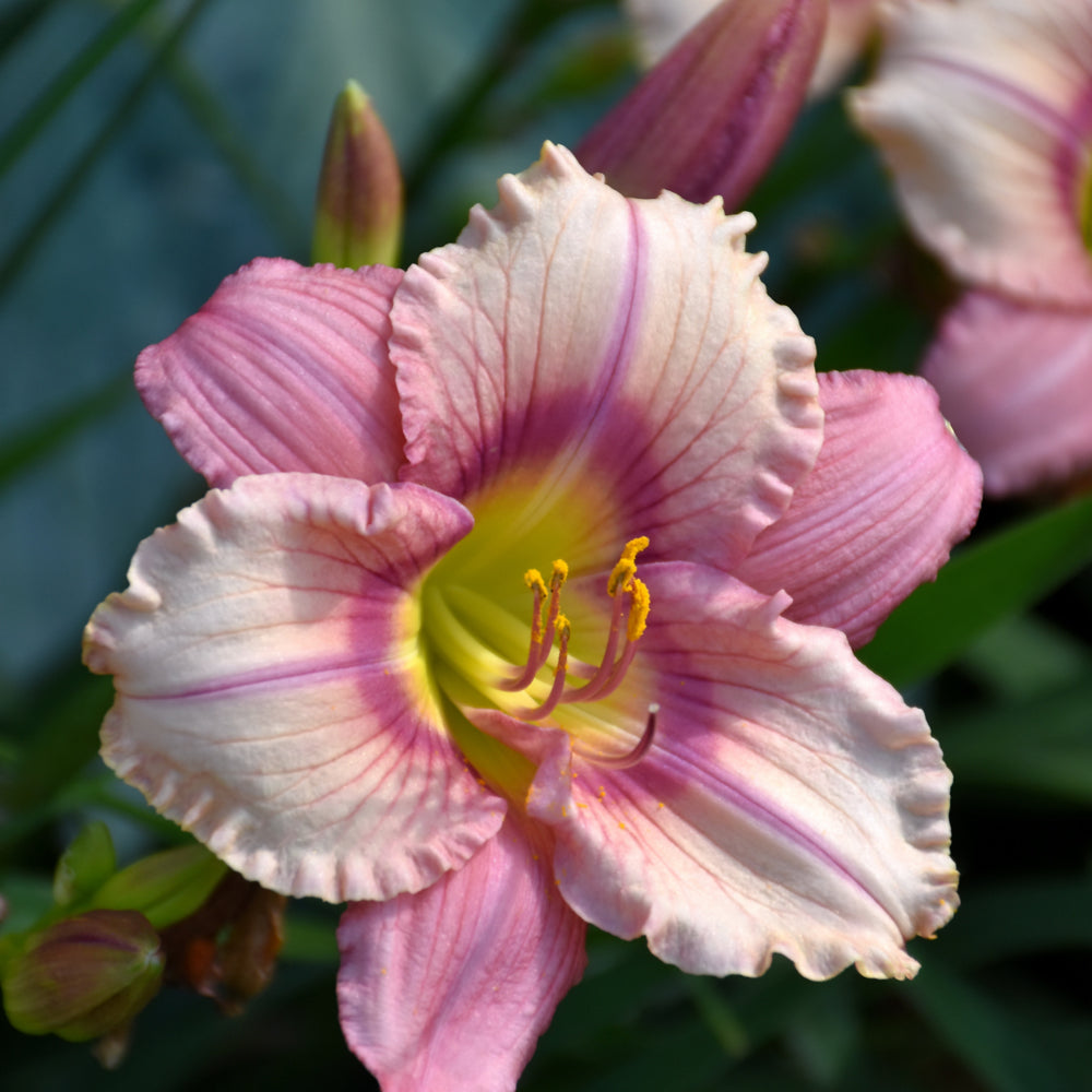 HEMEROCALLIS STEPHANIE RETURNS