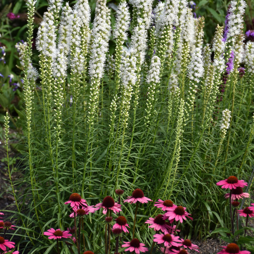 LIATRIS FLORISTAN WHITE