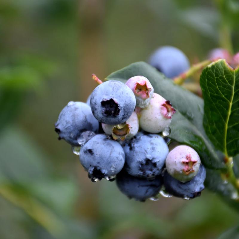 BLUEBERRY CHIPPEWA