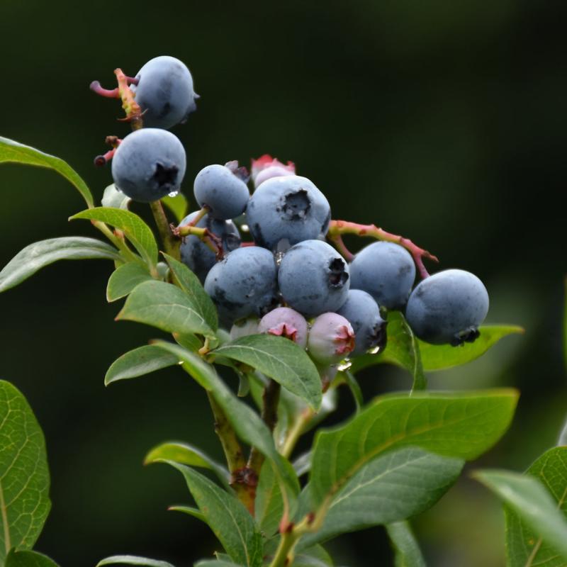 BLUEBERRY NORTHLAND