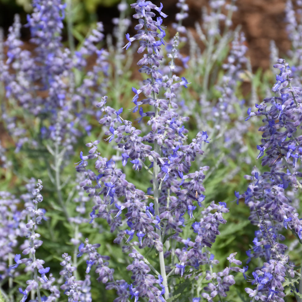 PEROVSKIA LACEY BLUE