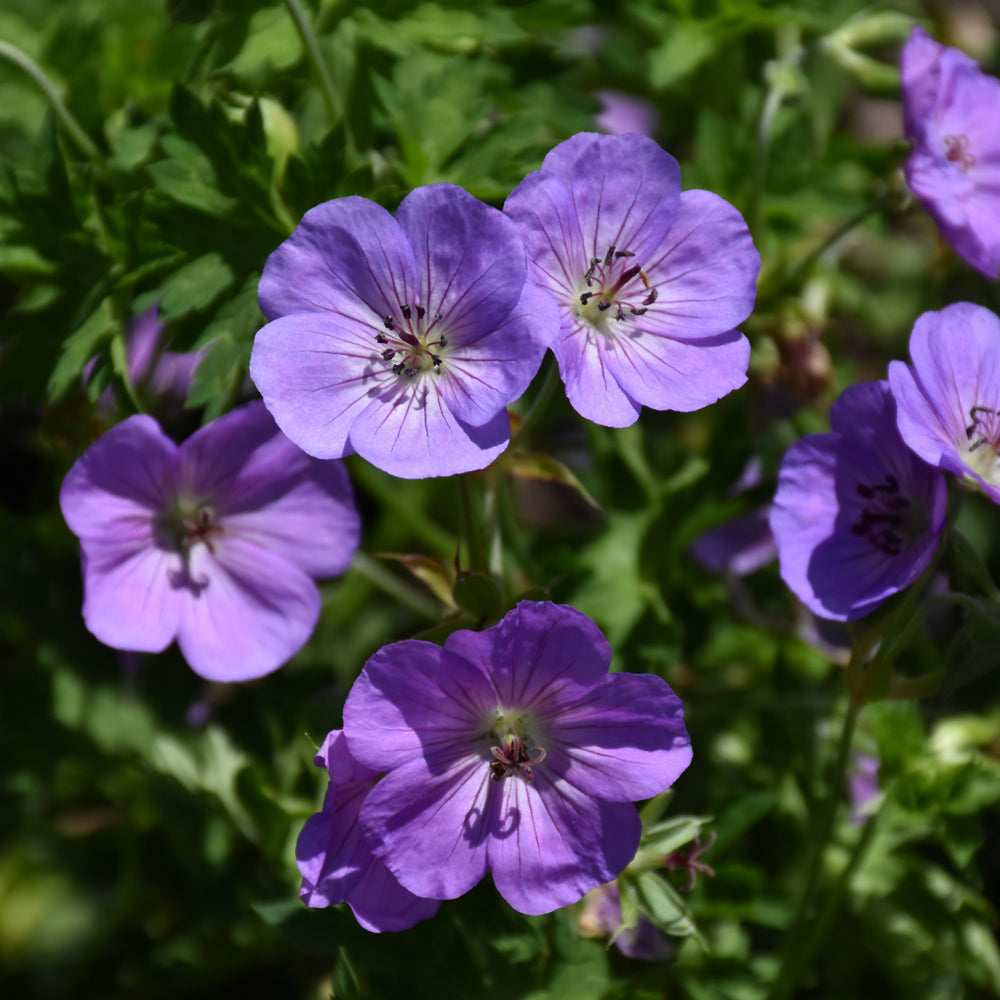 GERANIUM AZURE RUSH