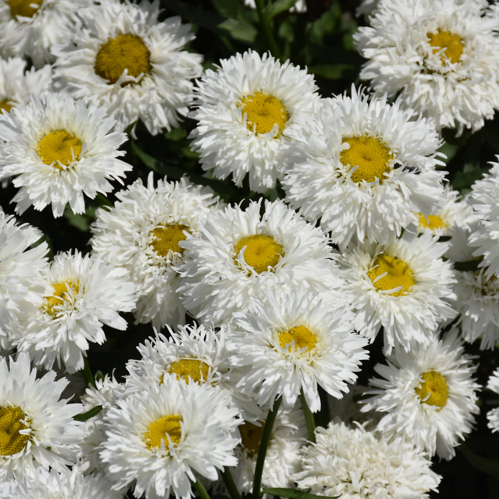 LEUCANTHEMUIM LASPIDER