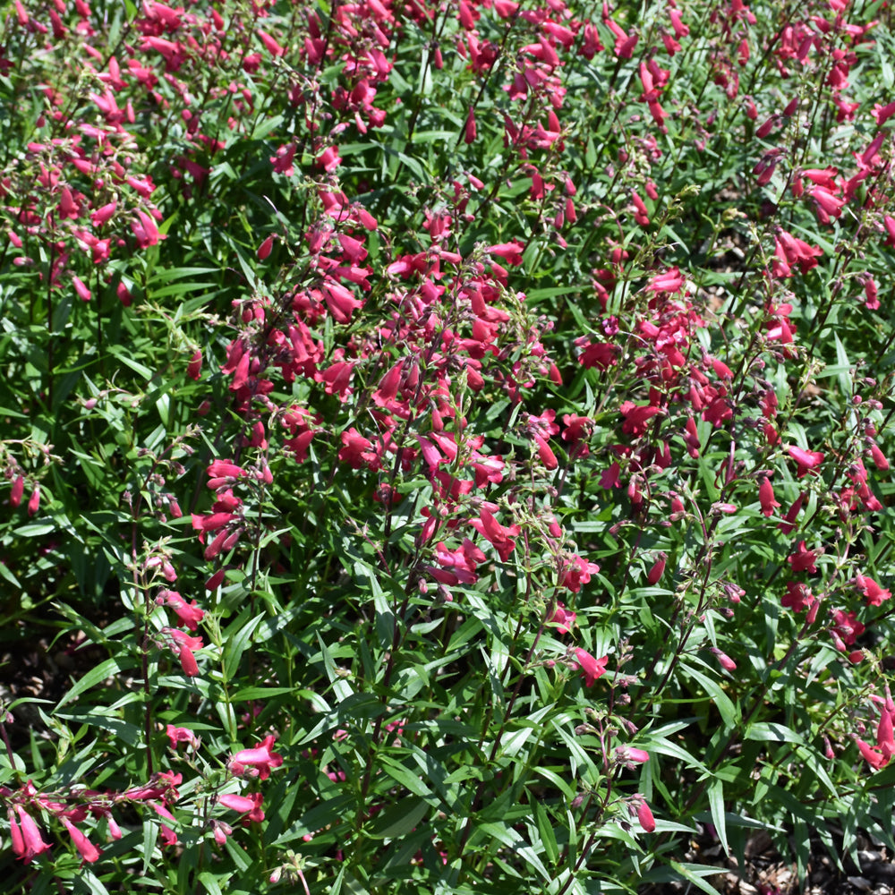PENSTEMON MISSIONBELLS DEEP ROSE