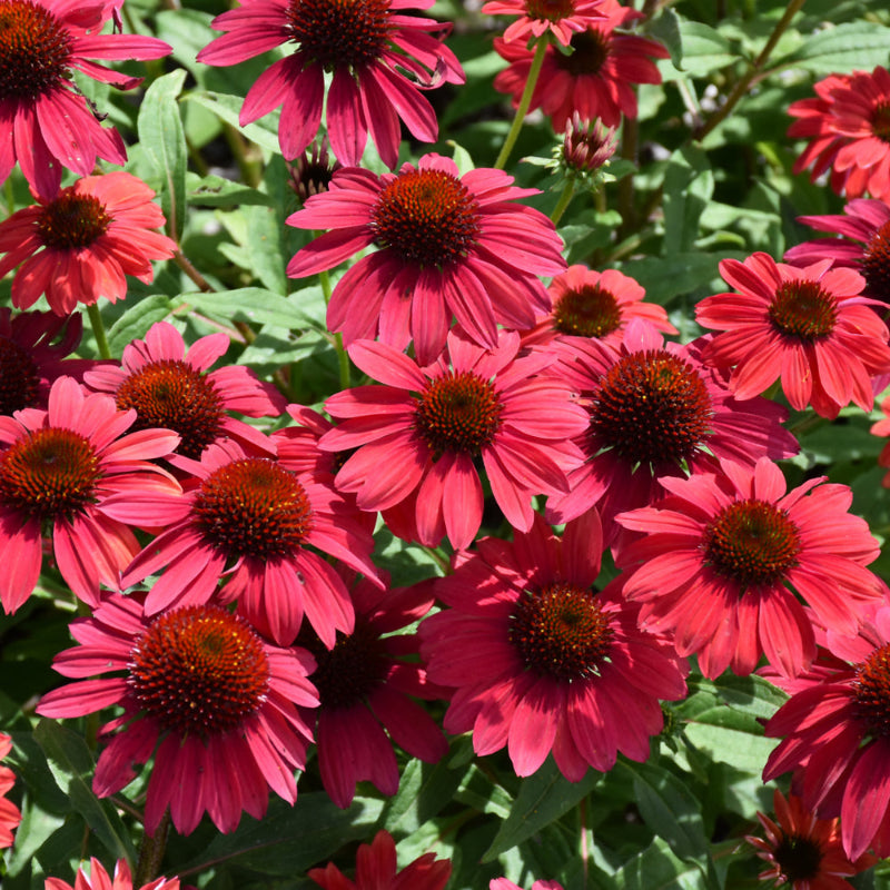 ECHINACEA SOMBRERO BAJA BURGUNDY