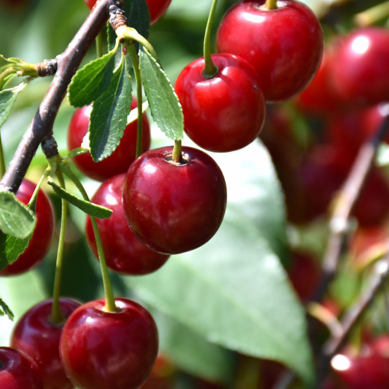 CHERRY ROMEO