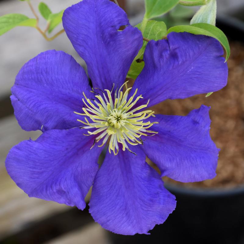 CLEMATIS GENERAL SIKORSKI