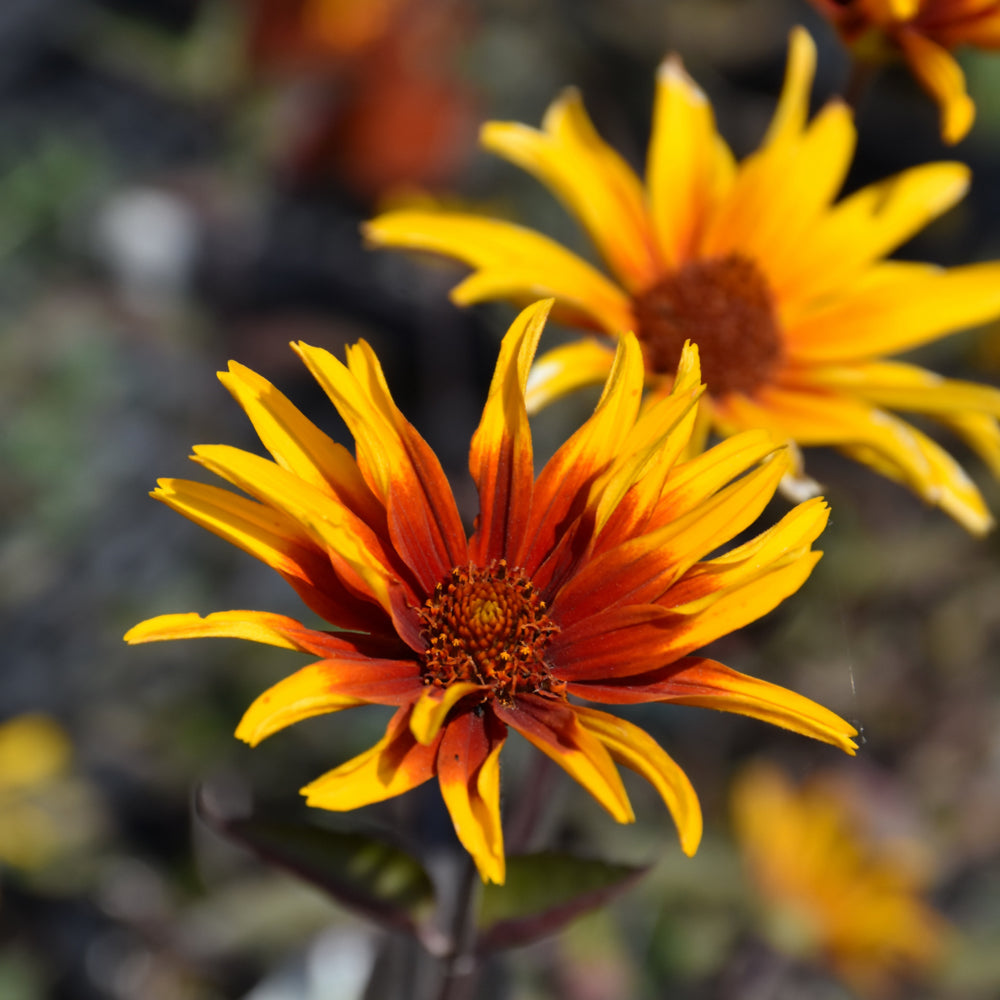 HELIOPSIS BURNING HEARTS