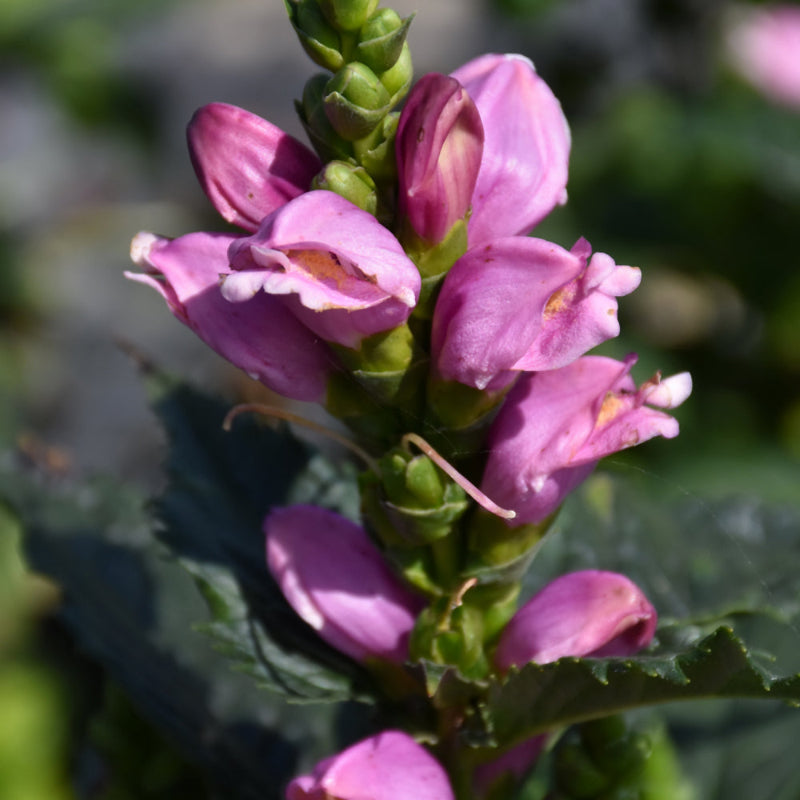 CHELONE L. TINY TORTUGA