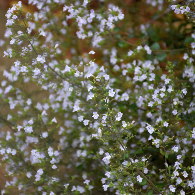 CALAMINTHA NEPETA