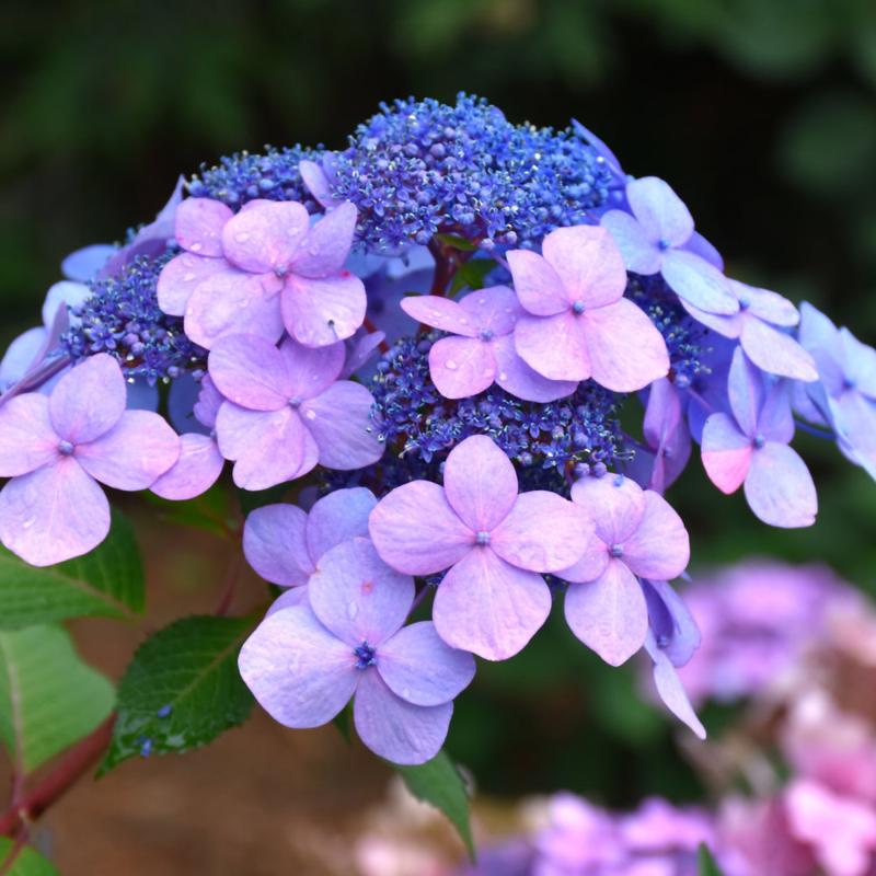 HYDRANGEA TWIST&SHOUT