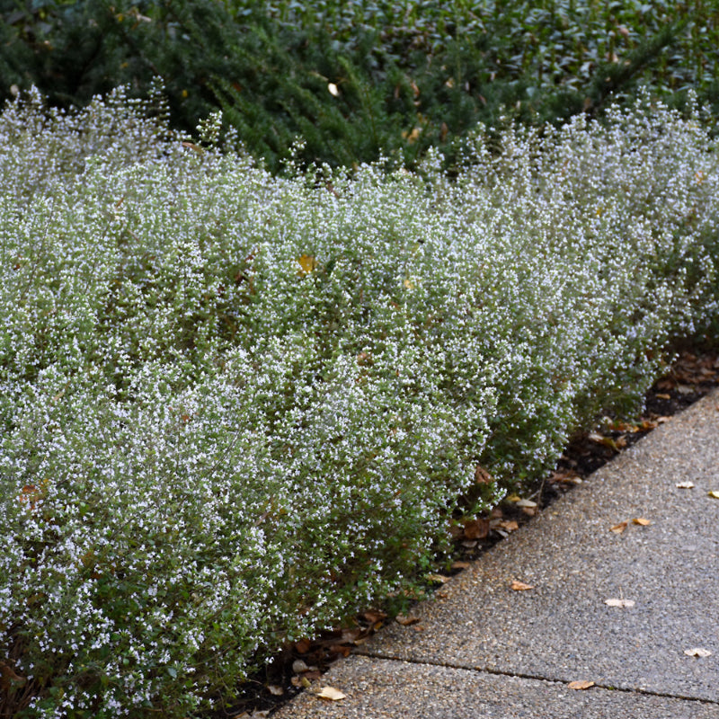 CALAMINTHA NEPETA