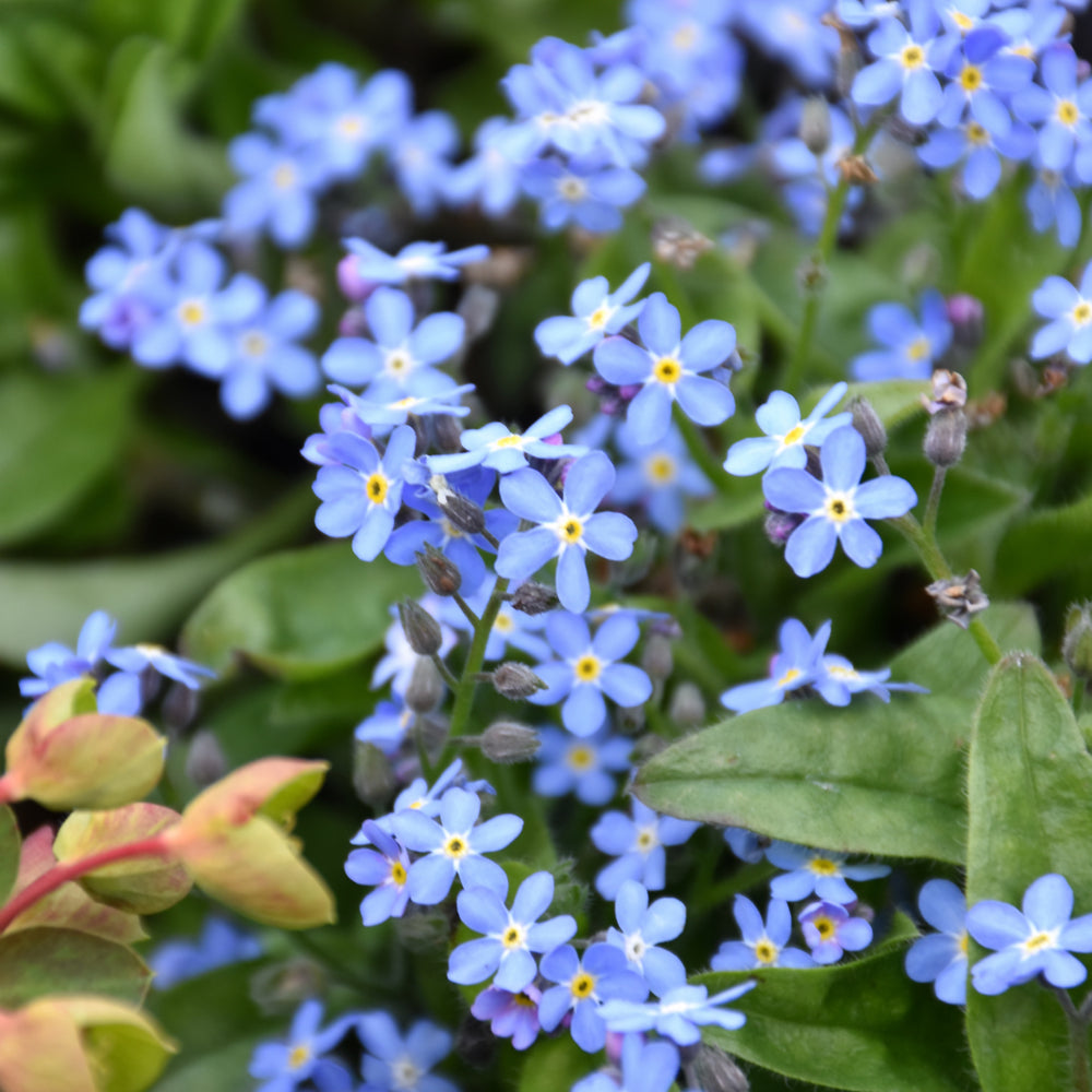 MYOSOTIS MON AMIE BLUE