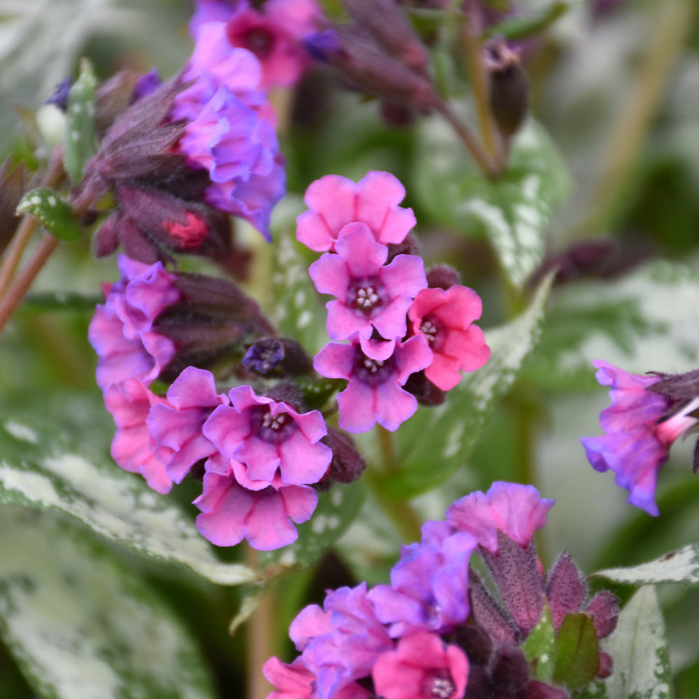 PULMONARIA SILVER BOUQUET