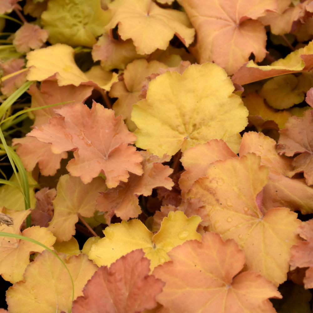 HEUCHERA CARAMEL