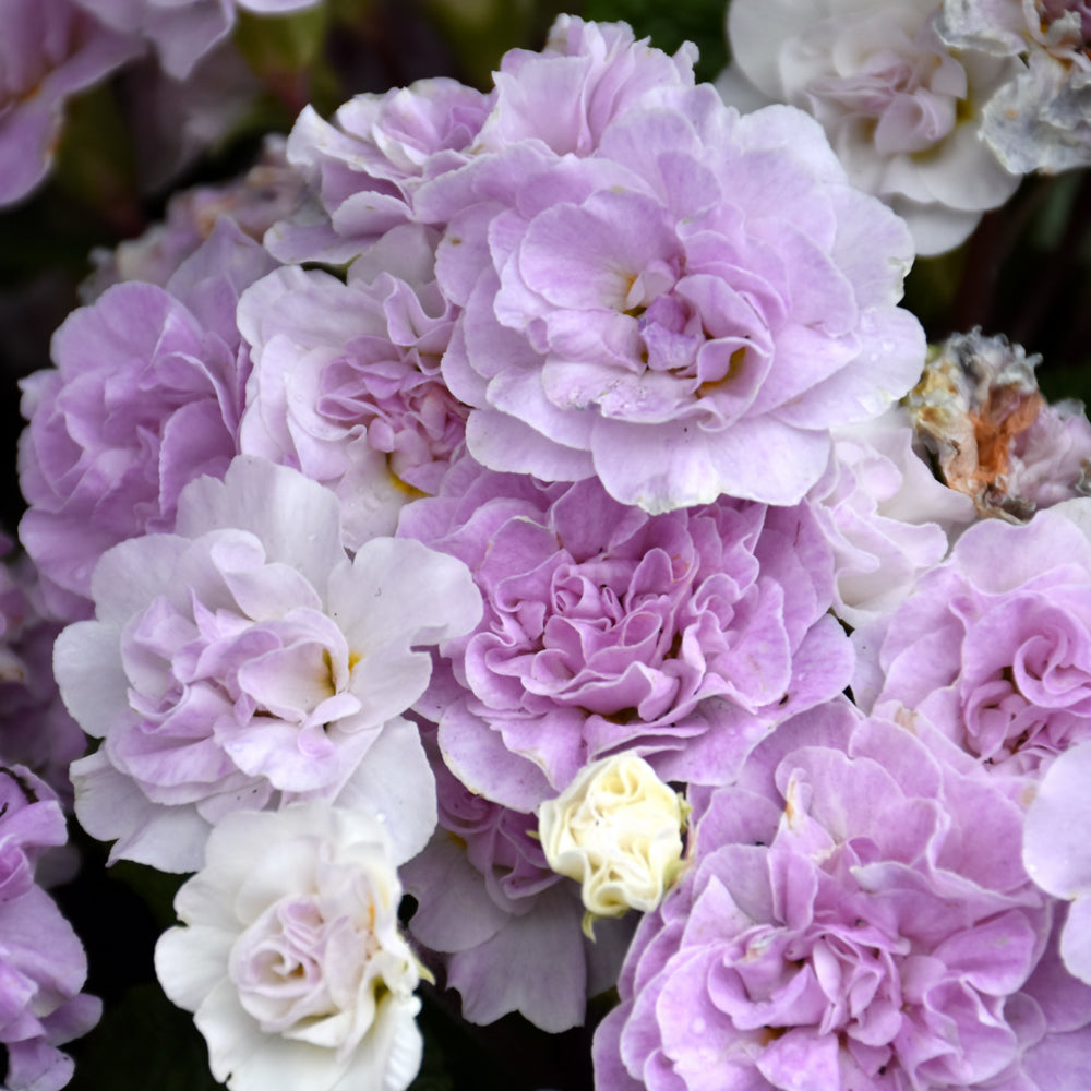 PRIMULA BELARINA PINK ICE