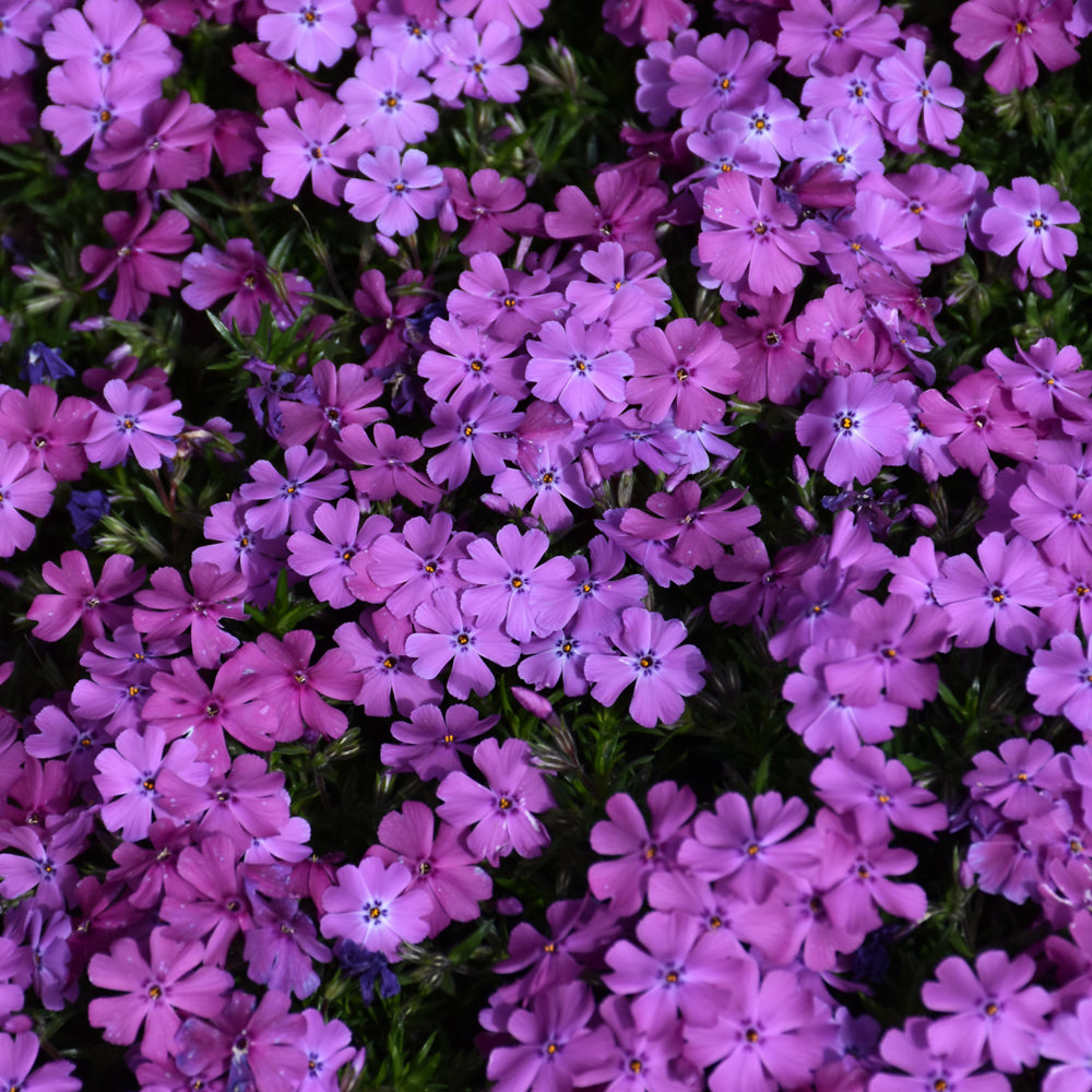 PHLOX SPRING PURPLE