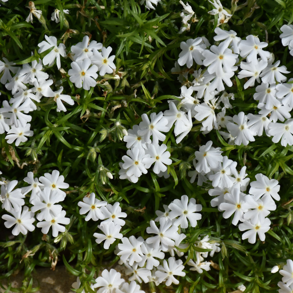 PHLOX SPRING WHITE