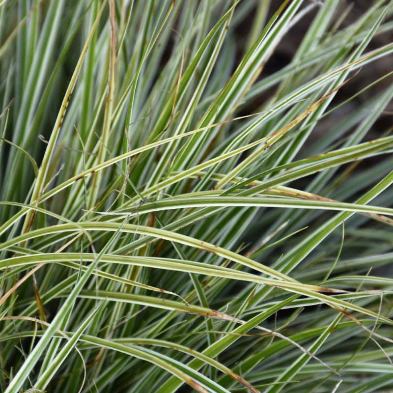 CAREX EVERCOLOR EVEREST