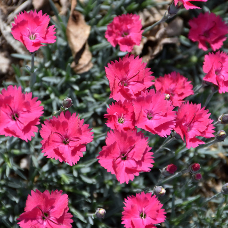 DIANTHUS PAINT THE TOWN MAGENTA