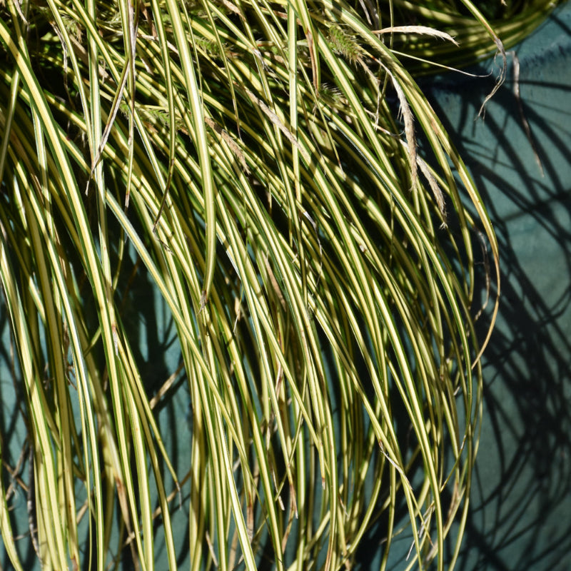 CAREX EVERCOLOR EVERSHEEN