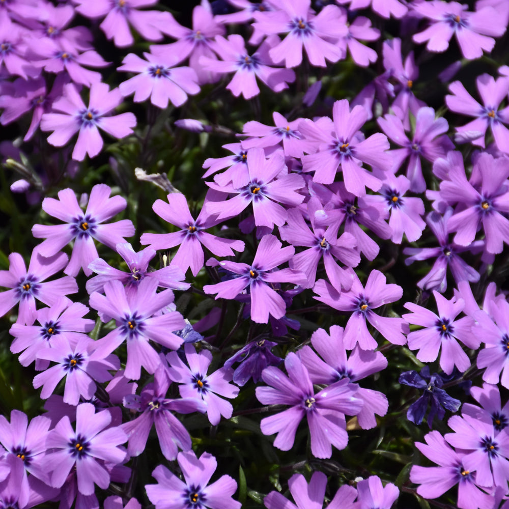 PHLOX PURPLE BEAUTY
