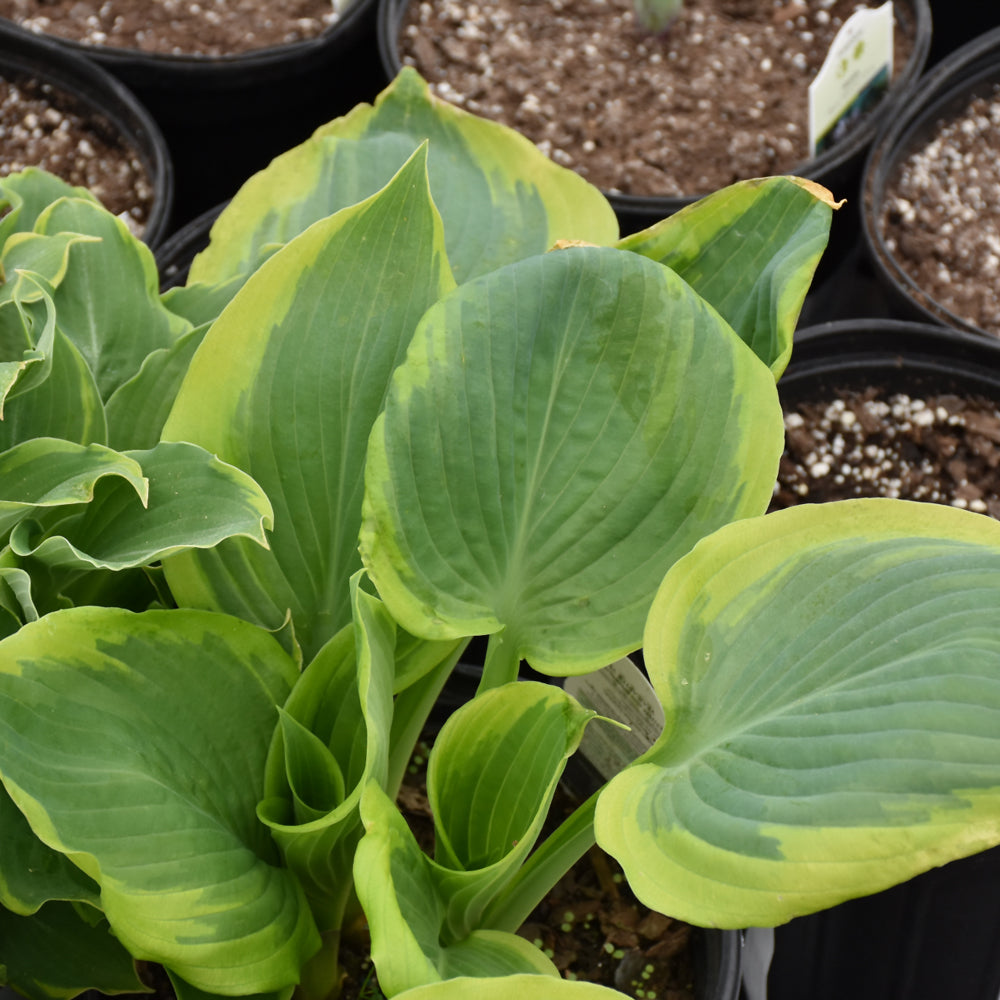 HOSTA SEDUCER