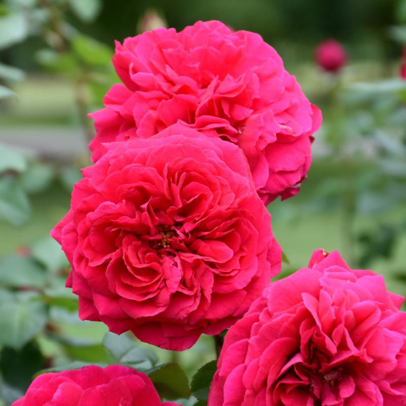 ROSE AUSTIN TESS OF THE D'URBEVILLES