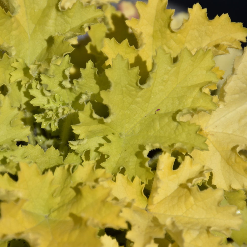 HEUCHERA TWIST OF LIME