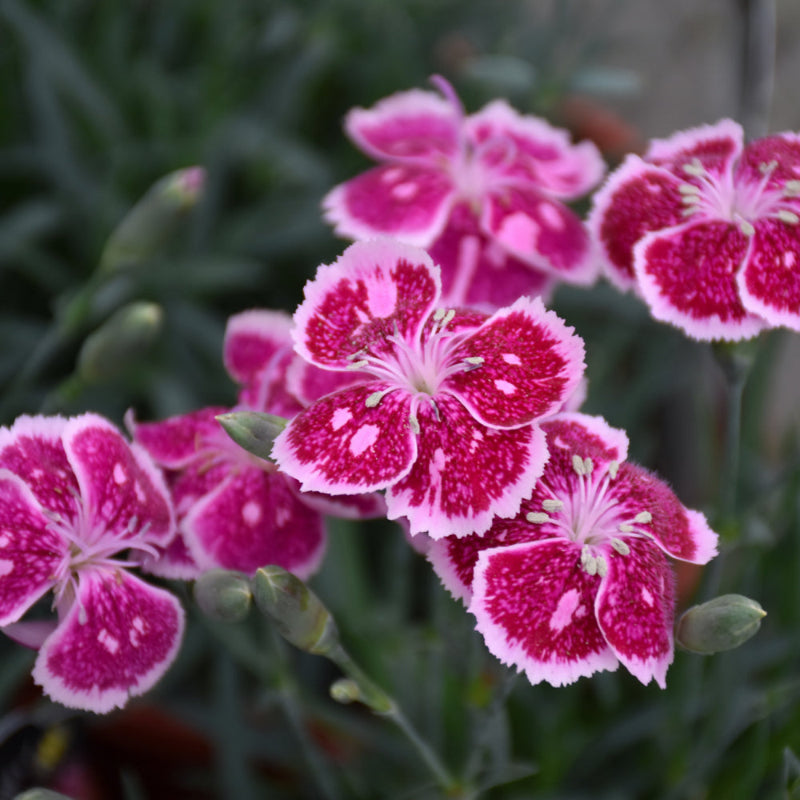 DIANTHUS FIRE AND ICE