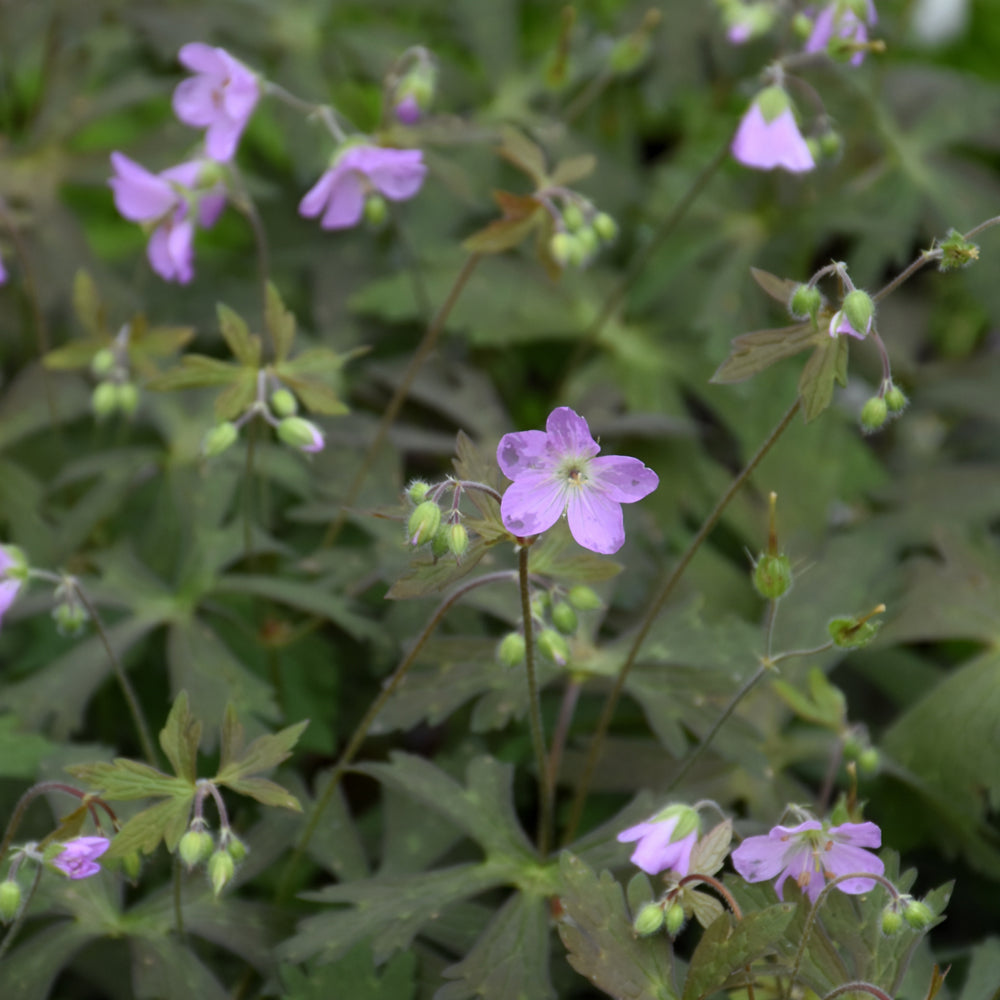 GERANIUM CRANE DANCE