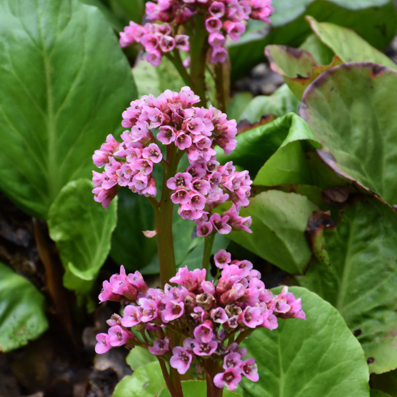 BERGENIA ROTBLUM