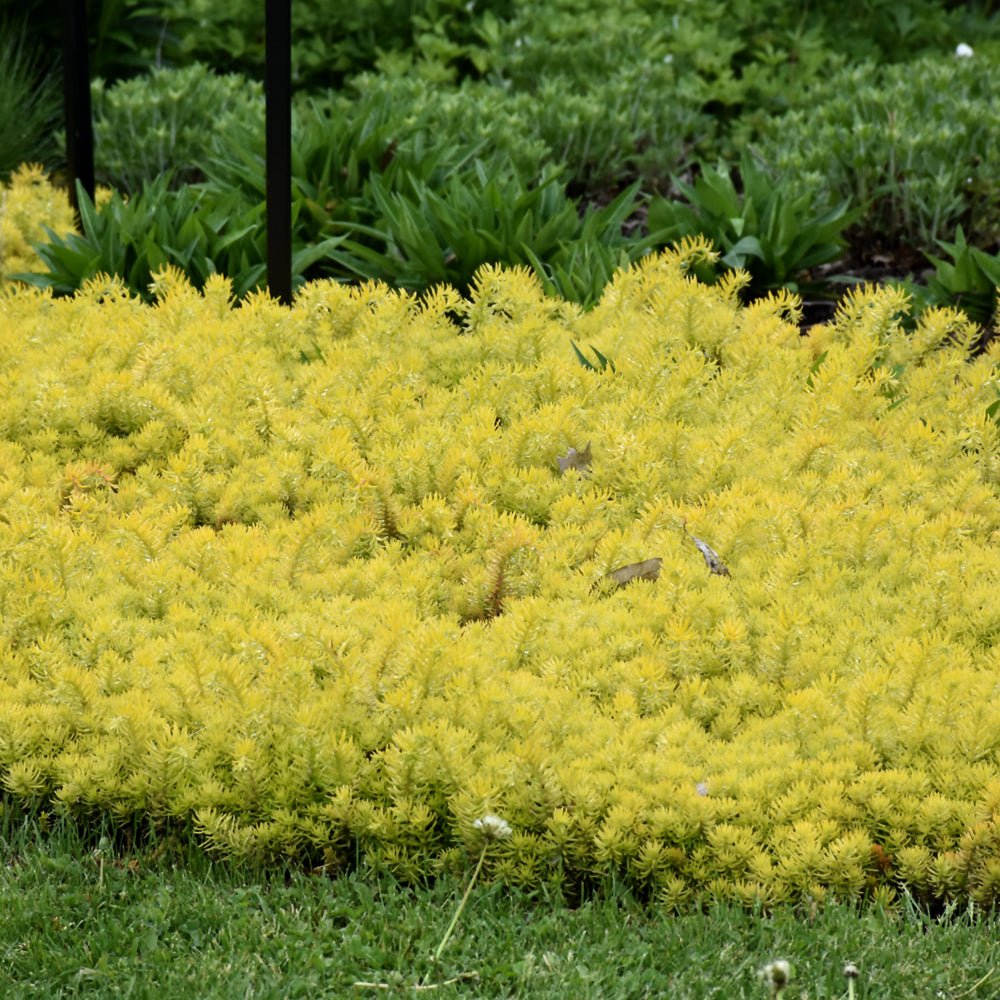 SEDUM ANGELINA